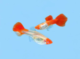 Kohaku and various other guppies &pound;2.50 each