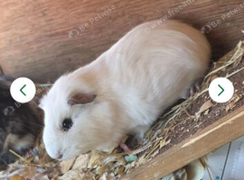 2 female guinea pigs
