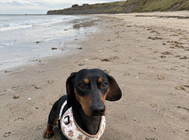 Seeking Dachshund companion