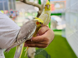 Cocktail parrot