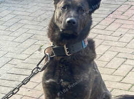 Dutch herder for stud