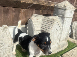 Jack Russell pups