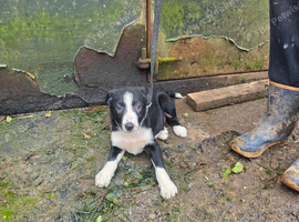 2 Border Collie puppies