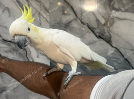 Friendly Male Super Cuddly Super Tame Loving Lesser Sulphur Crested Cockatoo,24