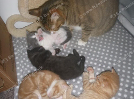 Beautiful kittens for sale