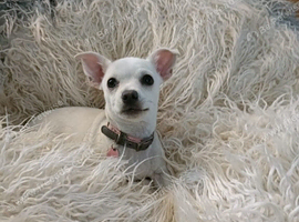Chihuahua girl