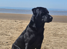 Labrador working gundog for STUD