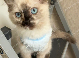 Ragdoll girl
