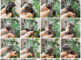 Puppies ready to leave 29/10