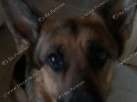 German shepperd