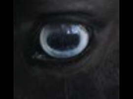 Ultra Rare BLUE EYES solid Black Miniature Stallion