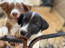 Last 4 pups available