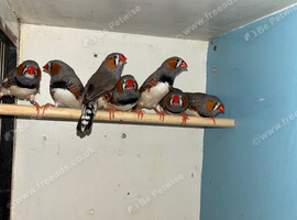7 Zebra finch cocks