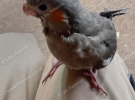 Hand Reared Cockatiels