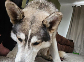 10 month old male husky