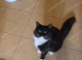 Female kitten