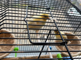 Canary birds for sale