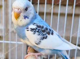 I have 4young budgies for sale in Maidstone