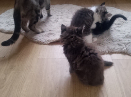 Cutey kittens