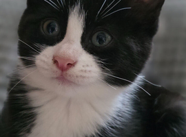 Beautiful Tuxedo Kitten Looking for Her Forever Home
