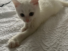 9 week old kitten looking for new home
