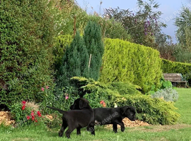 Labrador Retreivers Great pups For sale KC REG