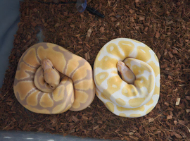 3 males snakes for sale