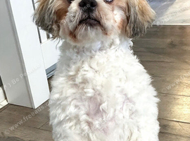 Male Shihtzu for sale