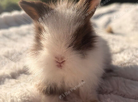 Purebred Minilop bunnies
