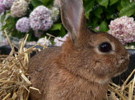 neutered Netherdwarf rabbit
