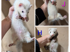 Gorgeous Ferret Kits for Sale 9 wks old