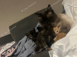 Ragdoll cross fluffy babies