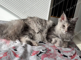 10 Month Maine Coon Female