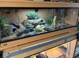 Male Baby leopard gecko full 4x1.5x1.5 set up vivarium