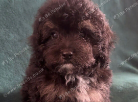 Stunning Cavapoo puppies