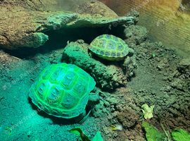 Baby Horsfield Tortoise 2026 Hatchlings
