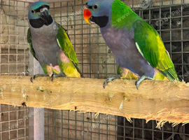 Breeding pr derbyans