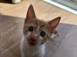 Beautiful Kitten for Sale
