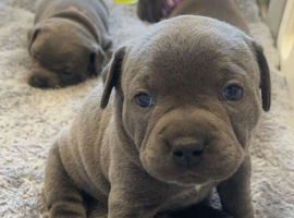 Stunning KC Registered Blue Staffordshire Bull Terrier