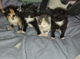 4 kittens ready to leave in 2 weeks