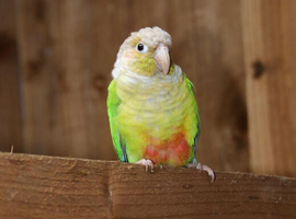Conures