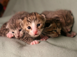 STUNNING SILVER & SPOTTED SAVANNAH X BENGAL KITTENS
