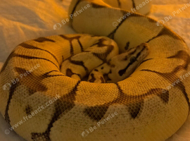 Royal Python
