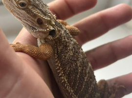 Female bearded dragon