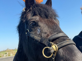 Part time loan for my handsome 15.3hh Welsh D gelding (&pound;20 a week)