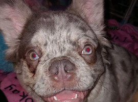 Full fluffy frenchie -reduced 1700