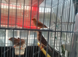 Zebra Finches for sale