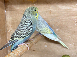 Quality Baby budgies for sale