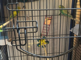 Pair budgies