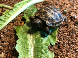 Horsfield hatchlings No Offers please